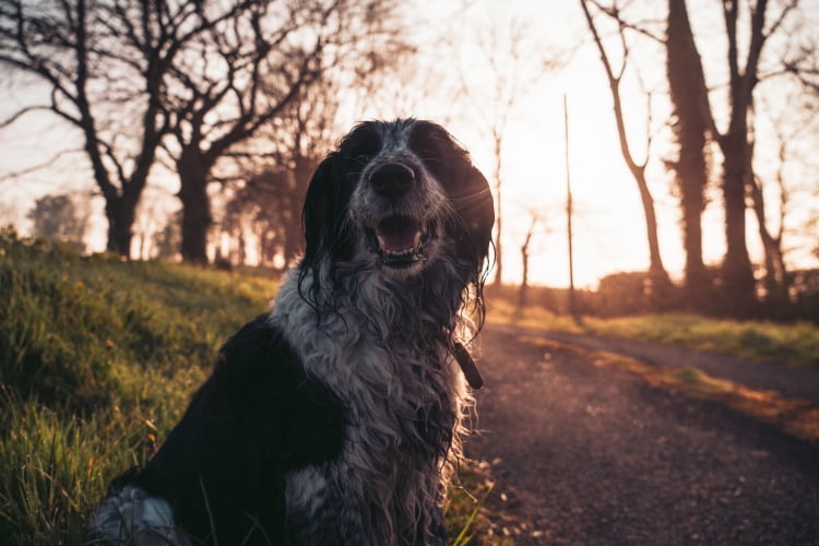 Viele Gastfamilien haben Haustiere, wie z.B. einen Hund