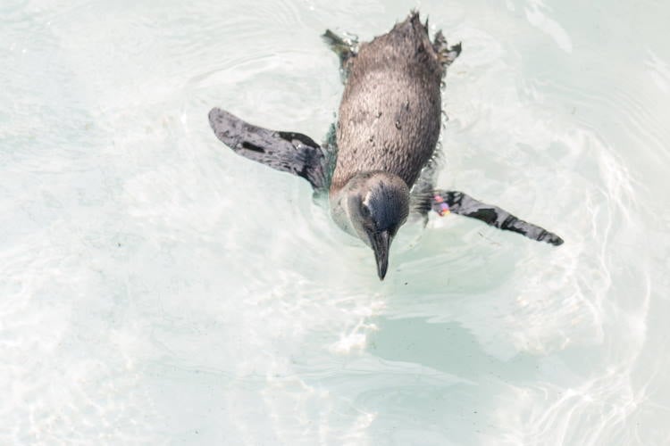 Humbolt-Pinguin schwimmt im Wasser