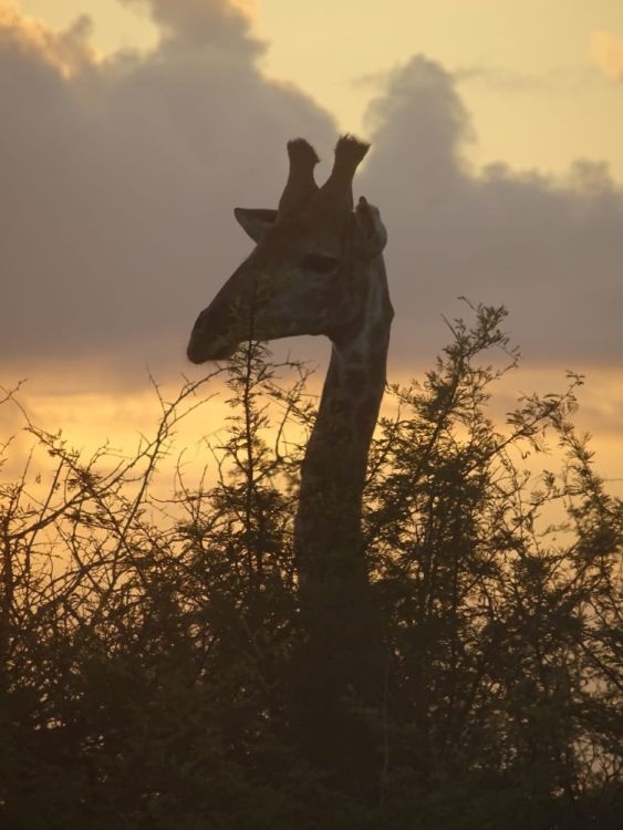 Eine Giraffe im Park