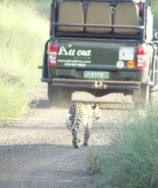 Ein Leopard direkt hinter einem Safari Auto