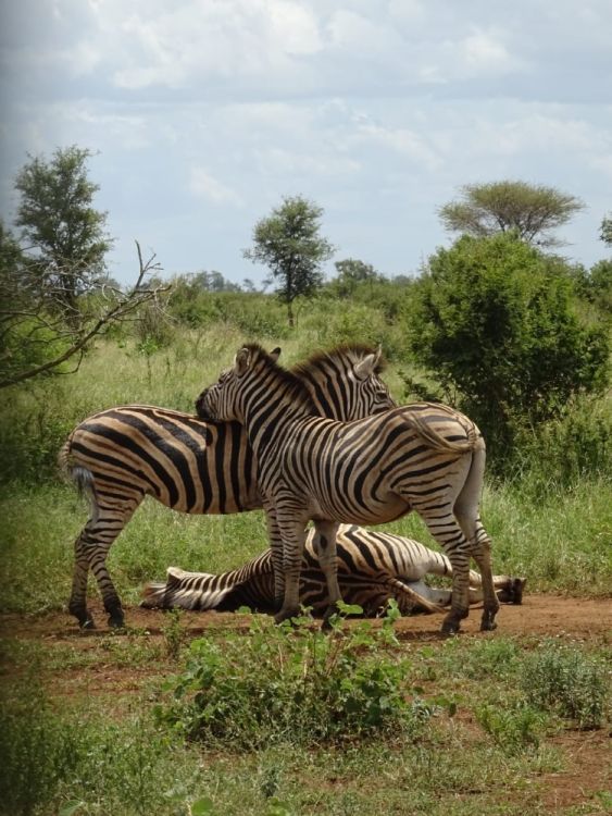 Zebras ich ihrem natürlichen Lebensraum