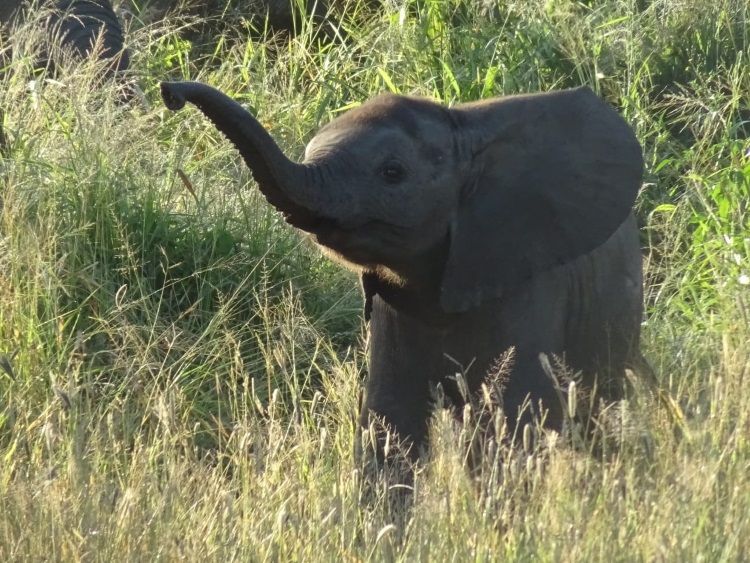 Ein Baby-Elefant