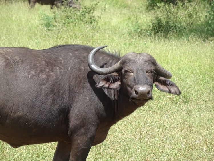 Der Büffel ist eines der Tiere der Big 5