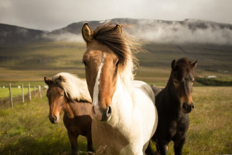 Ein Muss für Pferdefans: Island vom Sattel aus erkunden