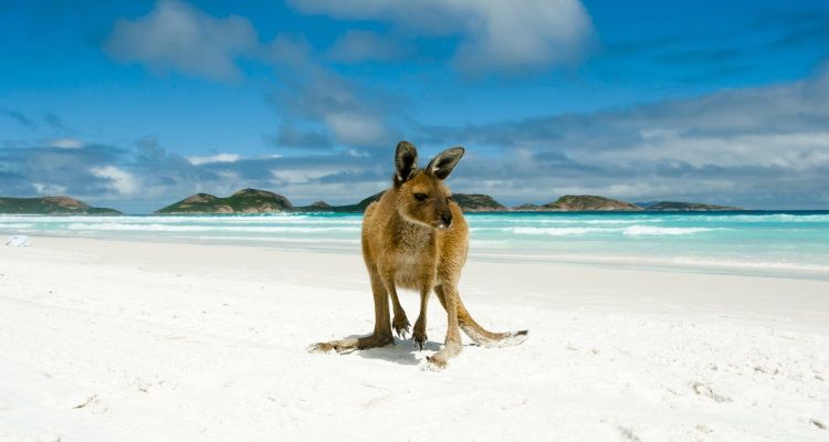 Känguru am Strand der Lucky Bay