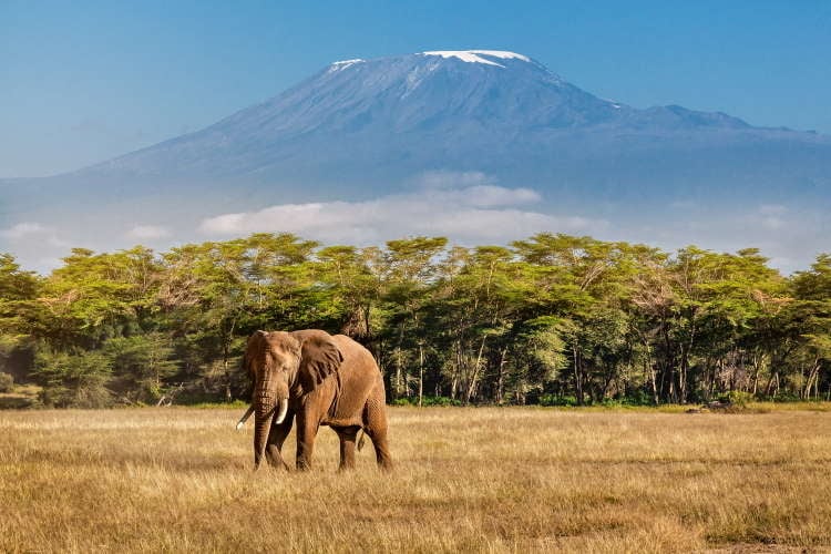 Ein Elefant steht vorm mächtigen Kilimandscharo 