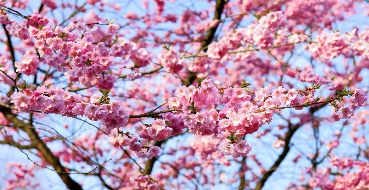 Kirschblüten an einem Baum
