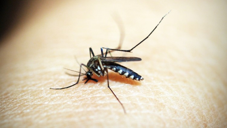Viele Tropenkrankheiten werden von Insekten übertragen