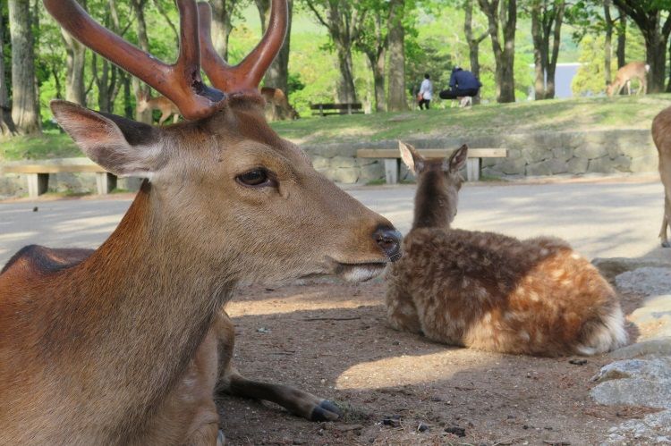 Im Nara Park kommt man den Sikahirschen ganz nah
