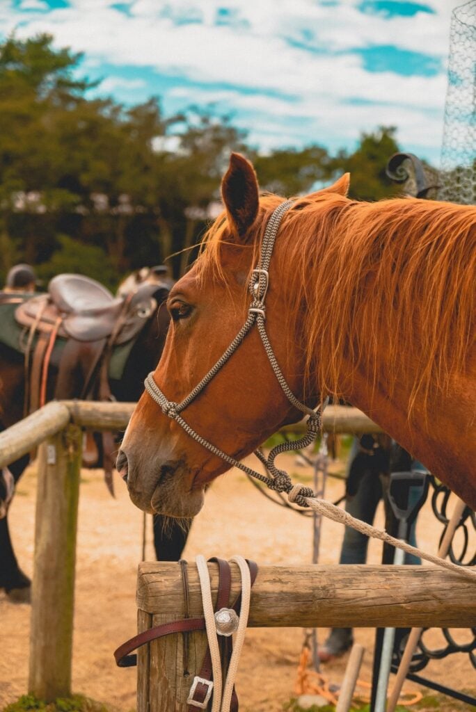 In einem US-Camp kannst du den Kids dein Wissen im Umgang mit Pferden vermitteln