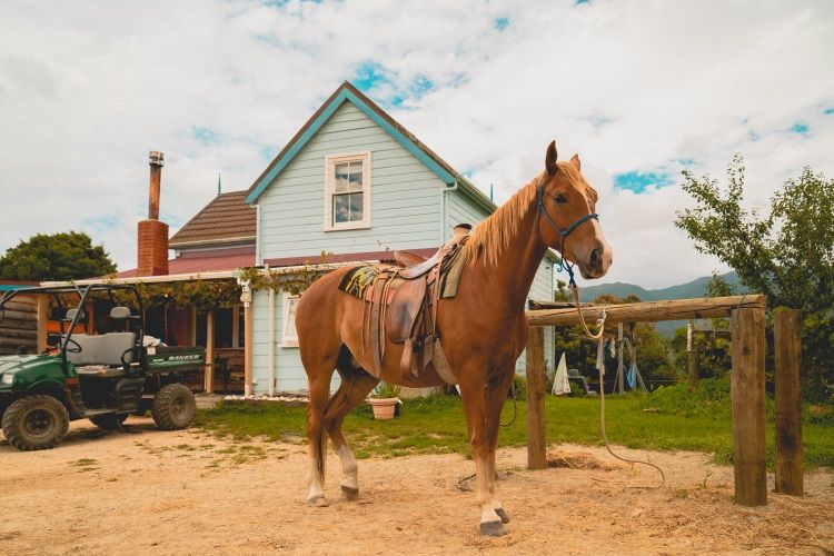 Pferderanch in Neuseeland