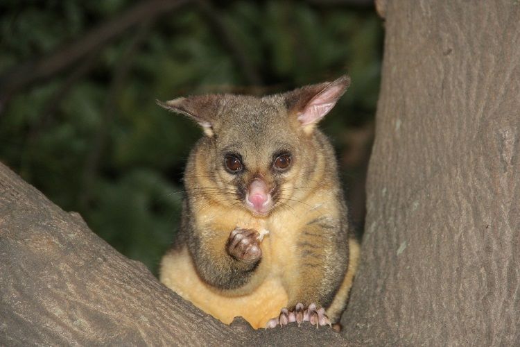 Possum im Baum