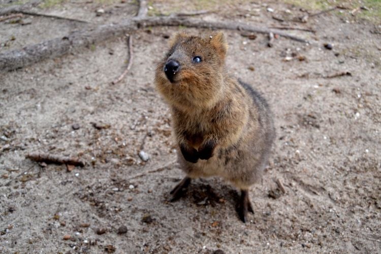 Quokka