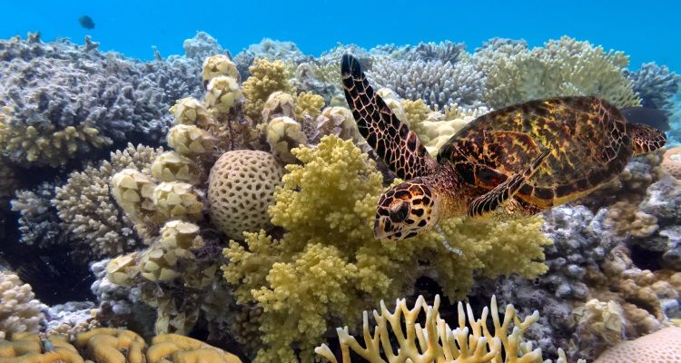 Schildkröte im Great Barrier Reef