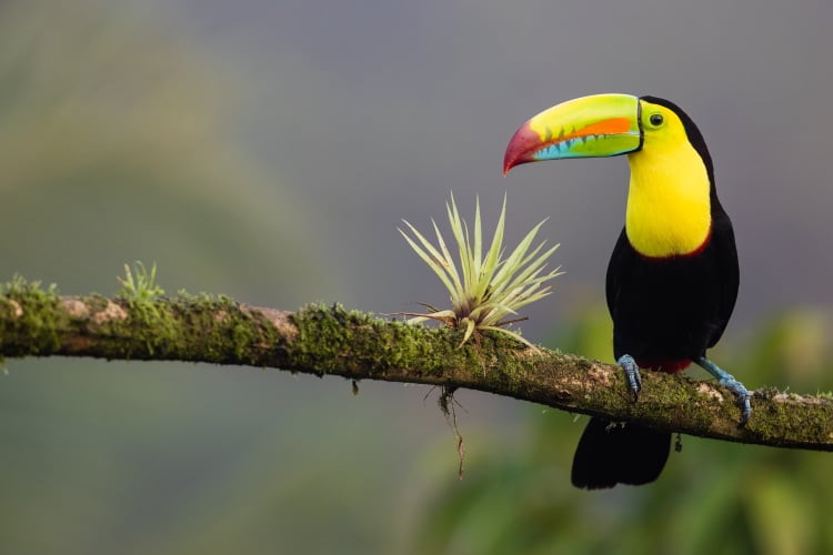 Der Tucan ist ein Symbol für die Artenvielfalt Costa Ricas