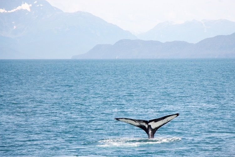 Auf Vancouver Island gibt es super Spots für das Whale Watching, beispielsweise in Victoria, Ucluelet oder Tofino.