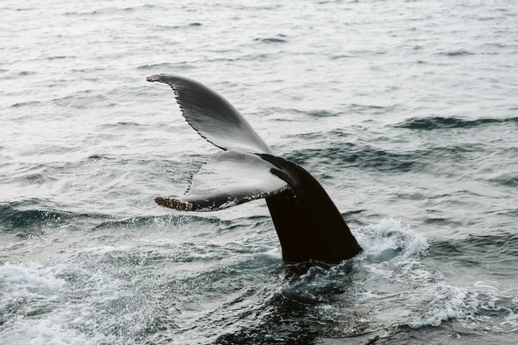 Island bietet tolle Möglichkeiten, um Wale zu beobachten