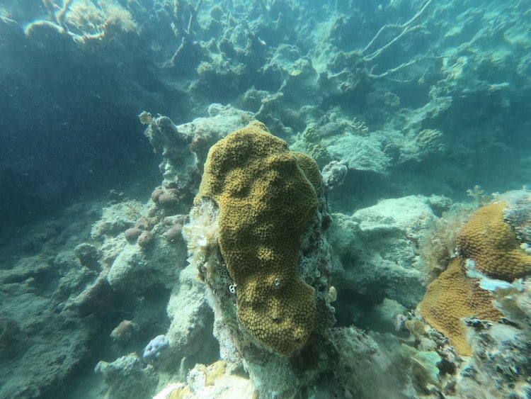 Korallen haben eine besondere Bedeutung für das gesamte Ökosystem