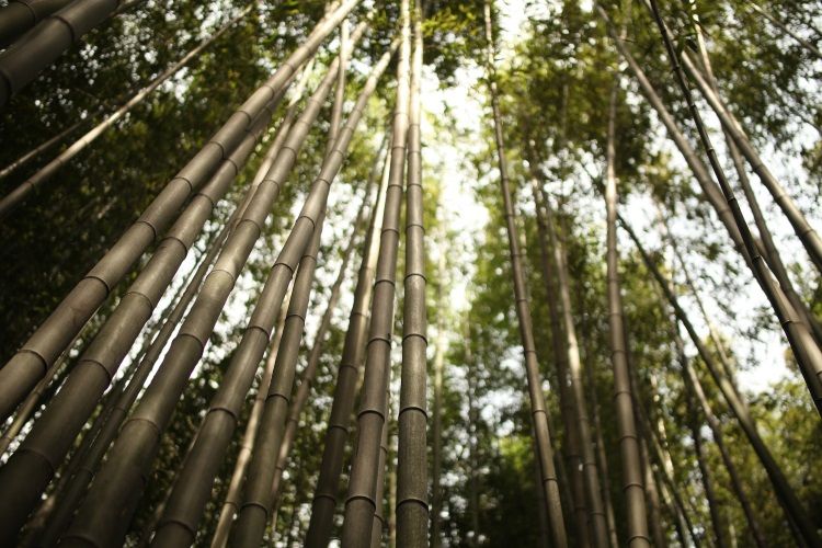Hohe Bambusbäume
