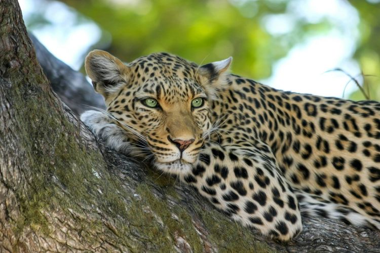 Leopard in Eswatini