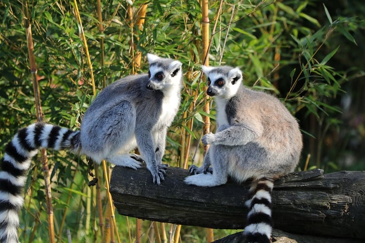 Lemuren leben nur auf Madagaskar