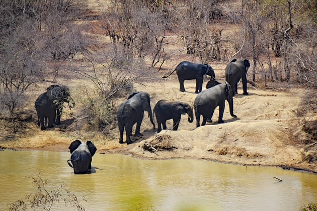 Elefanten im Mole Nationalpark in Ghana