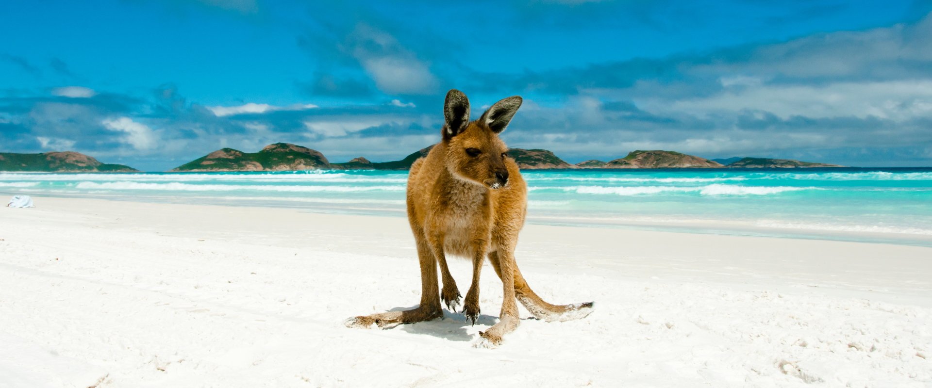 Känguru_Australien
