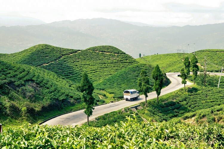 Teeplantagen in Ilam, Nepal