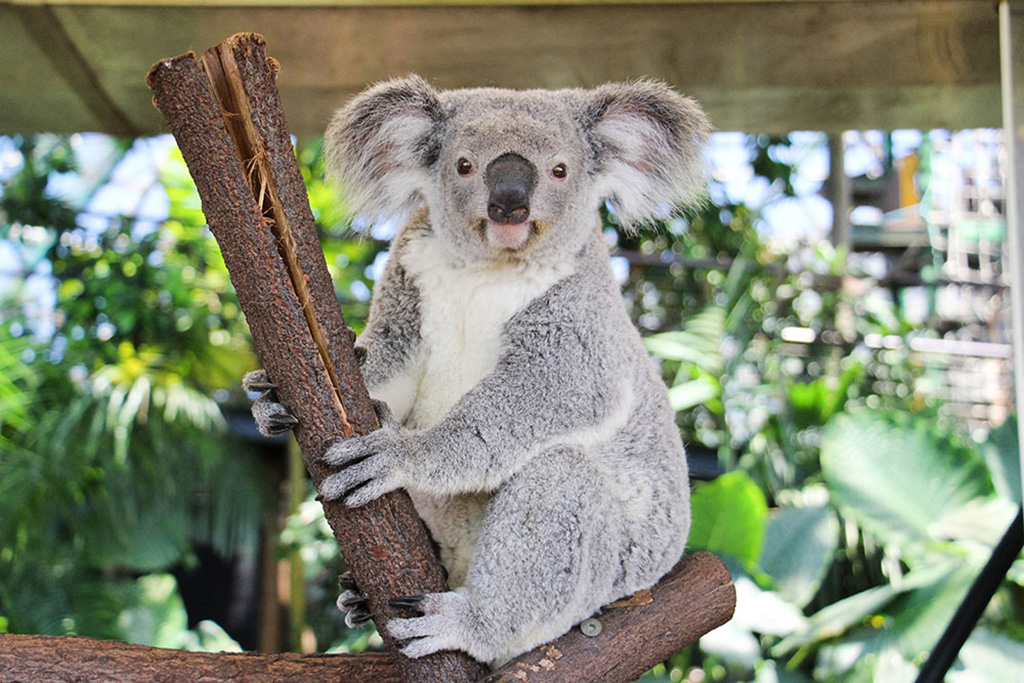 aifs-freiwilligenarbeit-australien-rainforest-station-koala-quadratisch-1024x1024