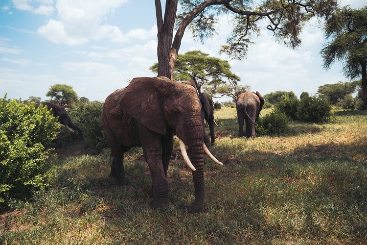 Elefant auf einer Safari