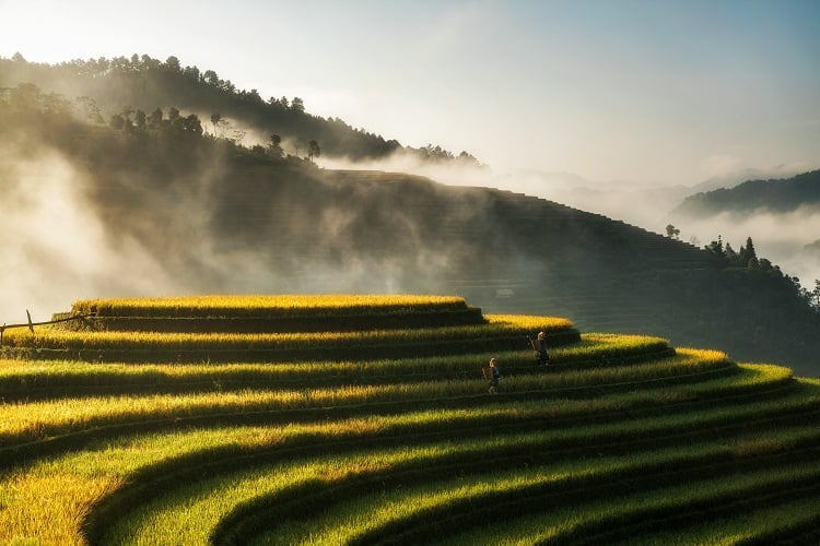 Die Reisterrassen von Mu Chang Chai, Vietnam