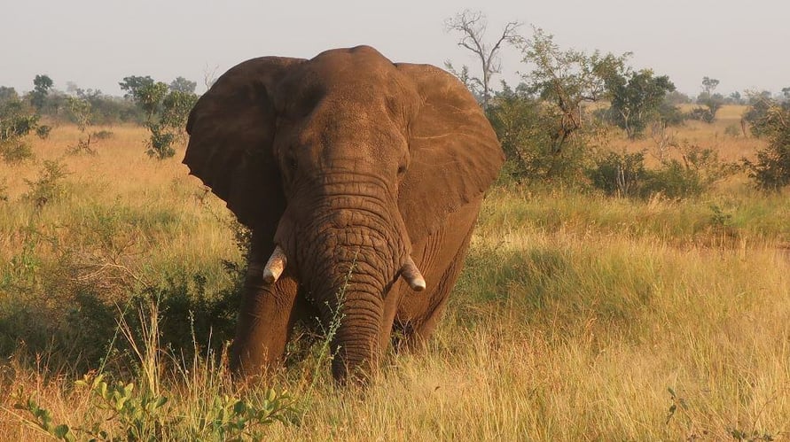 Elefant im Kruger National Park