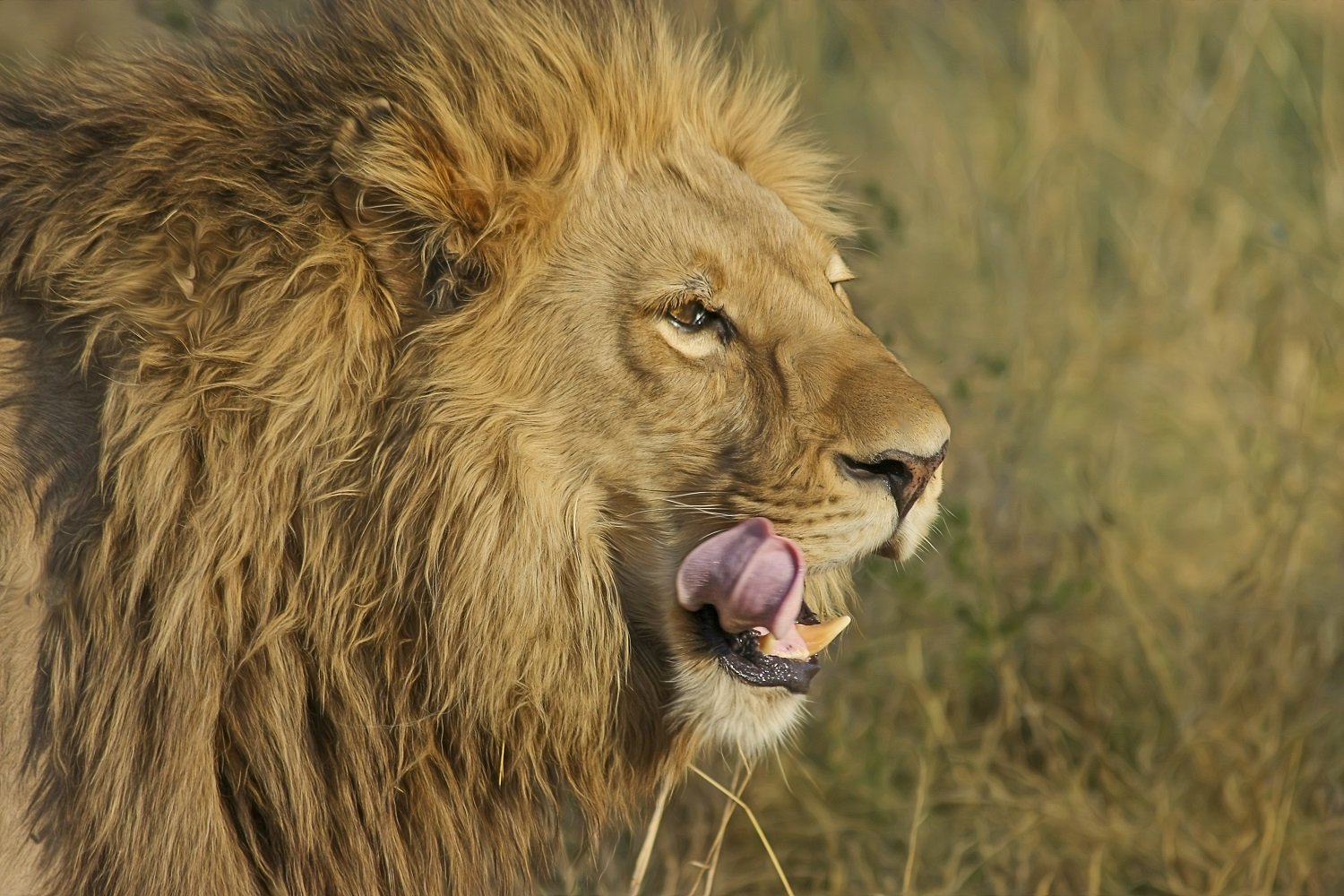 Löwe im Kruger National Park