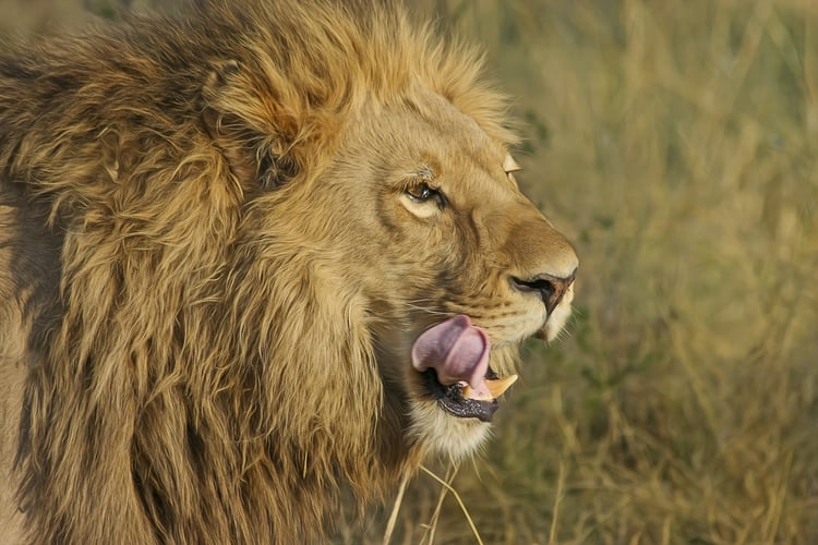 Sichte Löwen im Kruger Nationalpark mit AIFS
