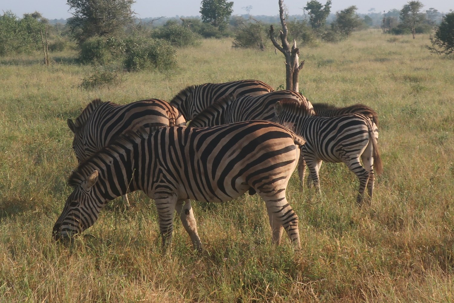 Zebras mit Kruger Nationalpar bei der Safari mit AIFS entdecken