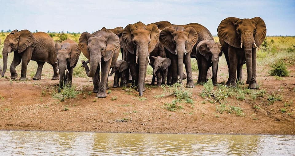 Elefanten im Kruger Nationalpark entdecken mit AIFS