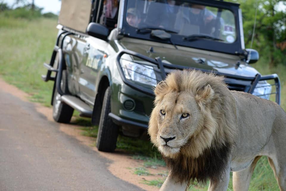 Löwe bei der Safari im Kruger Nationalpark mit AIFS