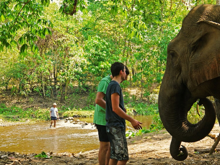 Elefanten ganz nah kommen in Thailand
