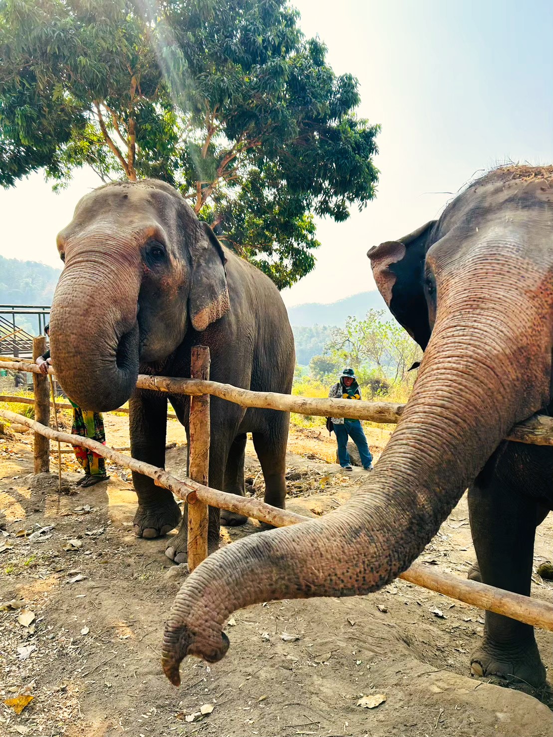aifs-adventure-trip-thailand-elephant-week-elefanten