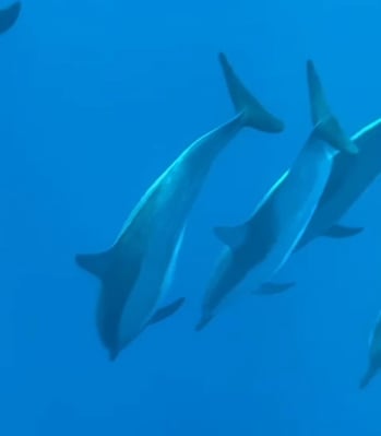 aifs-adventure-trips-bali-ugc-irinip-delfine