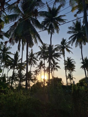 aifs-adventure-trips-bali-ugc-irinip-palmen