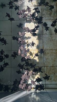 aifs-adventure-trips-bali-ugc-irinip-schildkröten