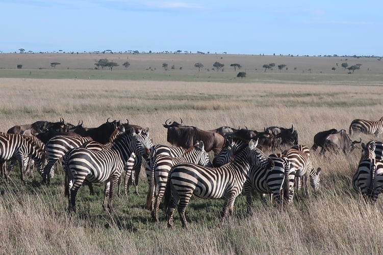 aifs-adventure-trips-serengeti-safari-zebra