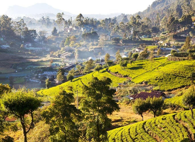 Erkundung der Handunugoda Tea Estate mit dem AIFS Adventure Trip Sri Lanka