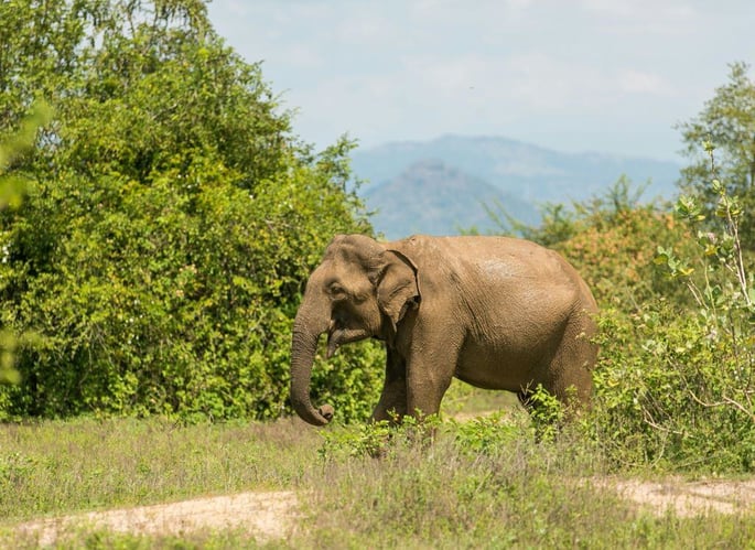 Elefant im Udawalawe National Park