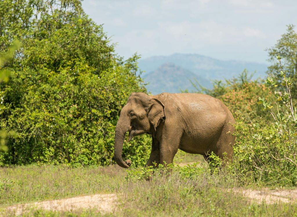Elefant im Udawalawe National Park in Sri Lanka