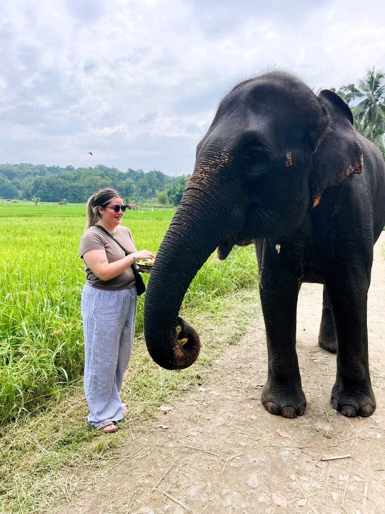 Person mit einem Elefant in Sri Lanka