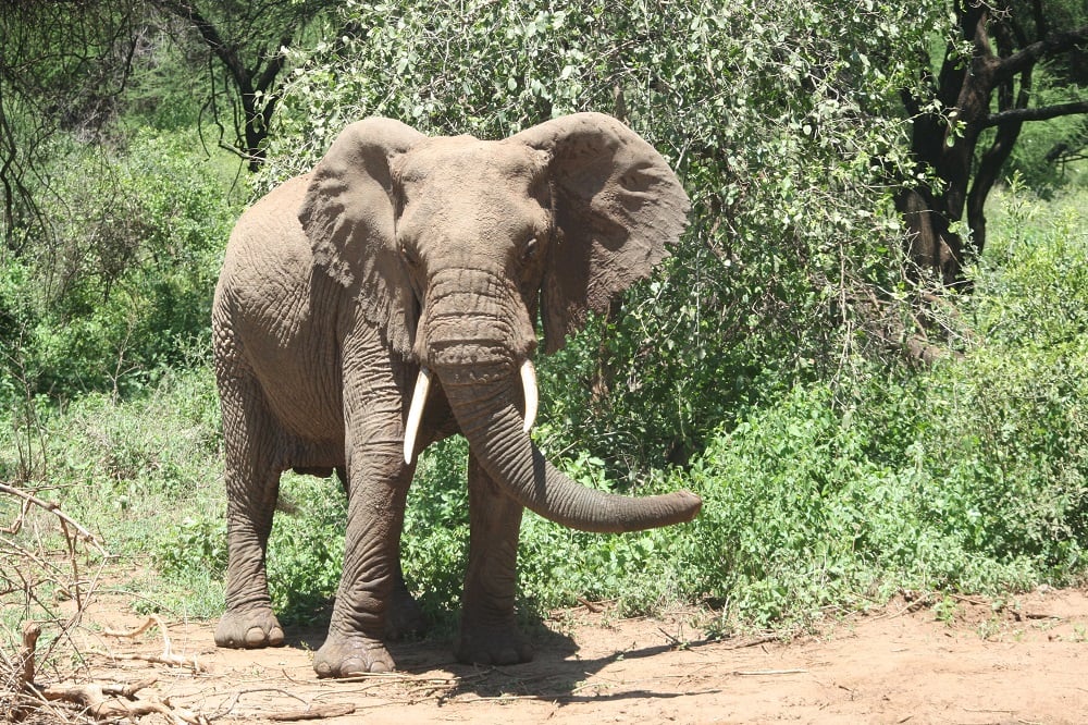 aifs-adventure-trips-tansania-lake-manyara-elefant