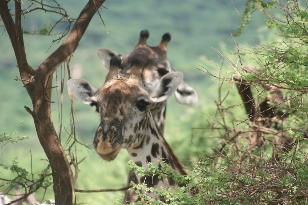 aifs-adventure-trips-tansania-lake-manyara-giraffen
