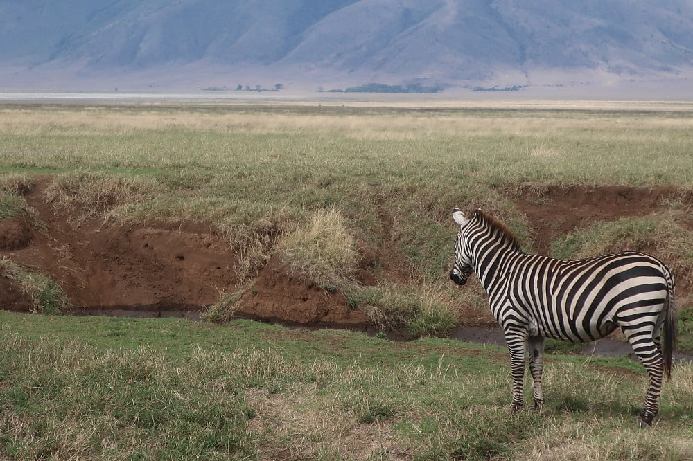 aifs-adventure-trips-tansania-ngorongoro-zebra